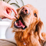 Antipulgas e Carrapatos Bravecto 20 a 40 kg Cães 1000mg 1 comprimido