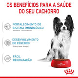 Ração Royal Canin X-Small Cães Filhotes